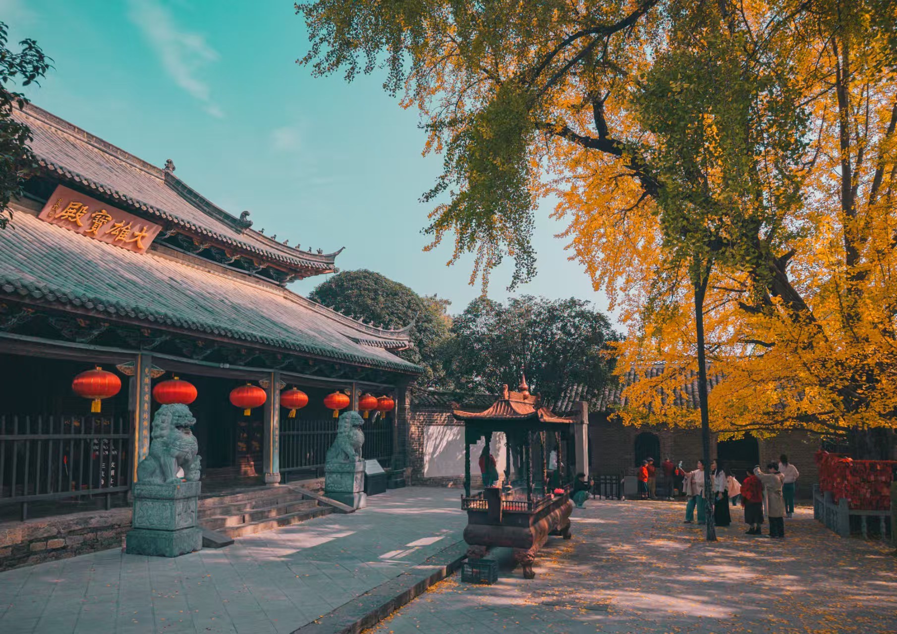 千年銀杏披“金甲”