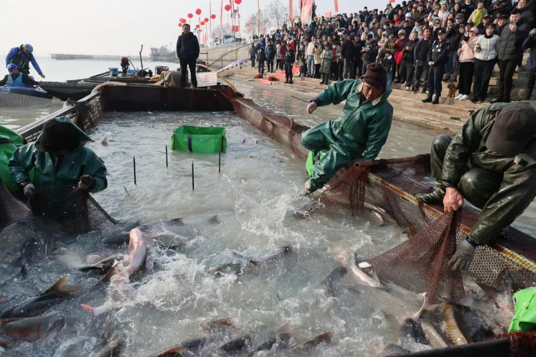 魚躍安豐塘 共慶豐收年