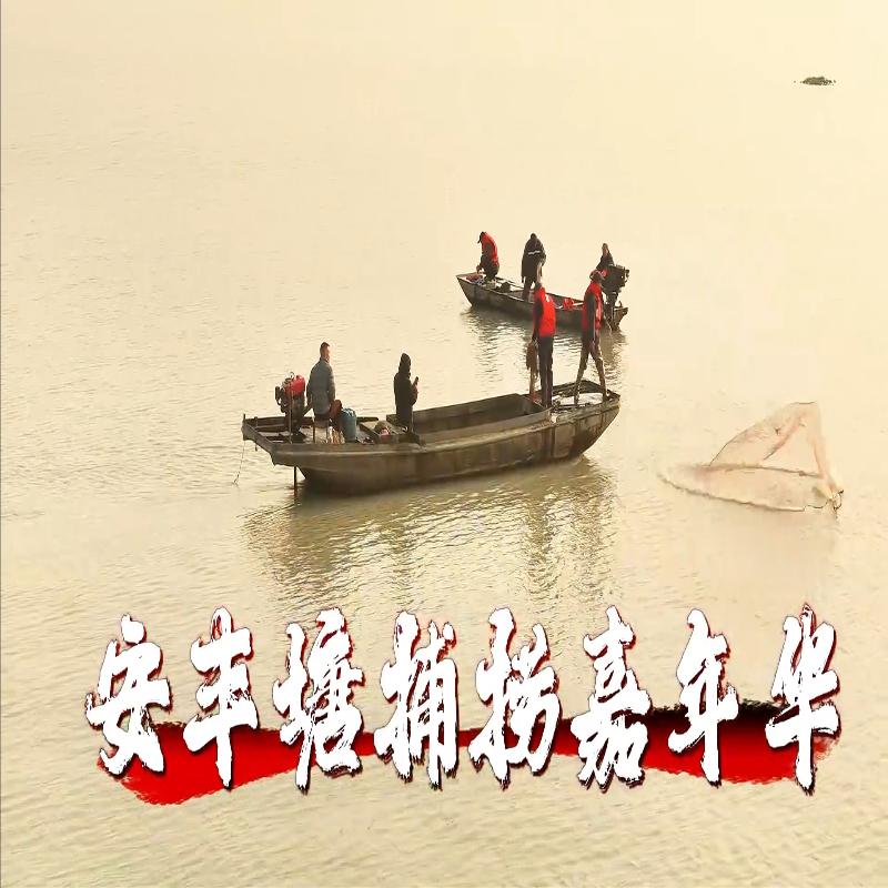 安豐塘捕撈嘉年華